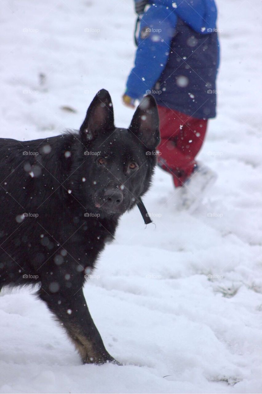 Arrow enjoying the snow. 