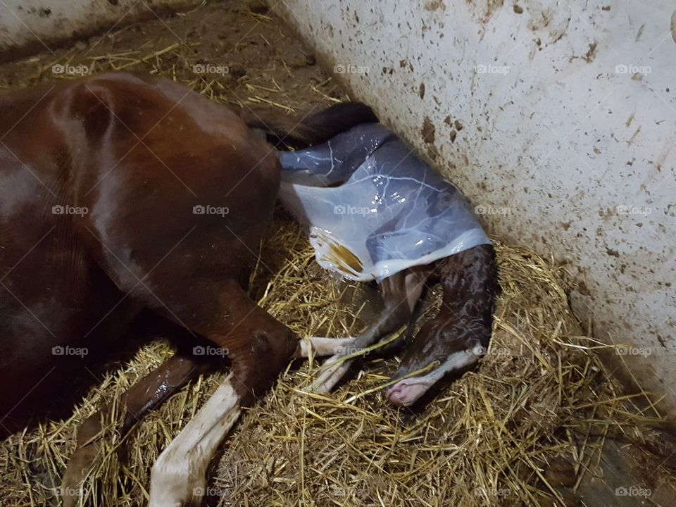 birth of foal 2