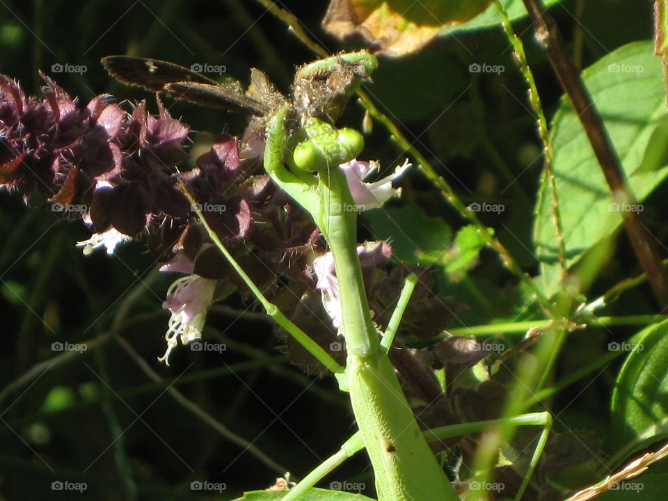 A bright green mantis enjoying its prey as it sat on some shrubbery nearby at a park. 