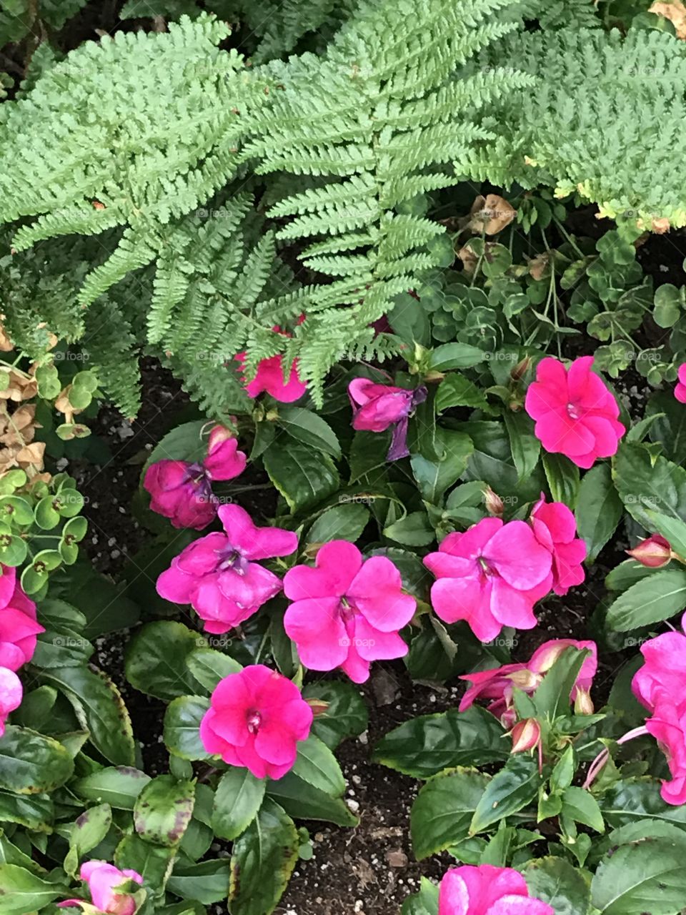 Some beautiful roses with some ferns