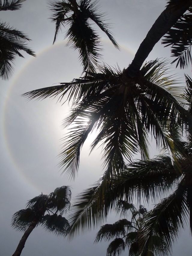 Beach/palms/sun