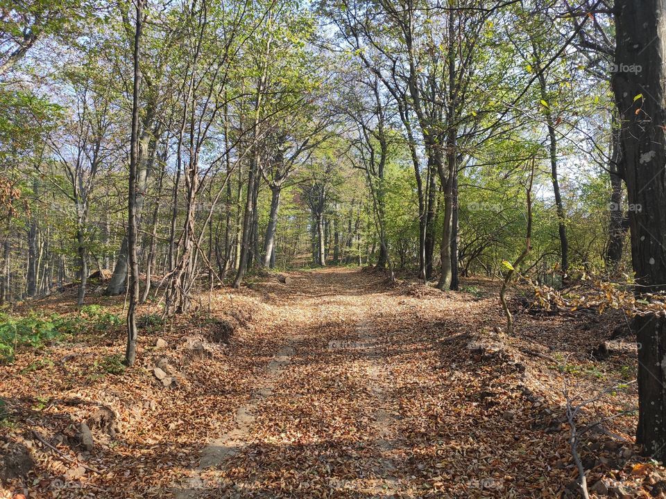Mountain Rudnik Serbia local road in autumn