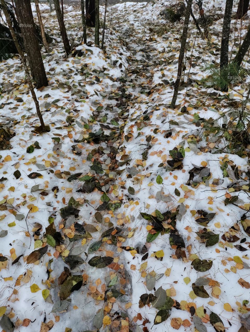 leaves on snow