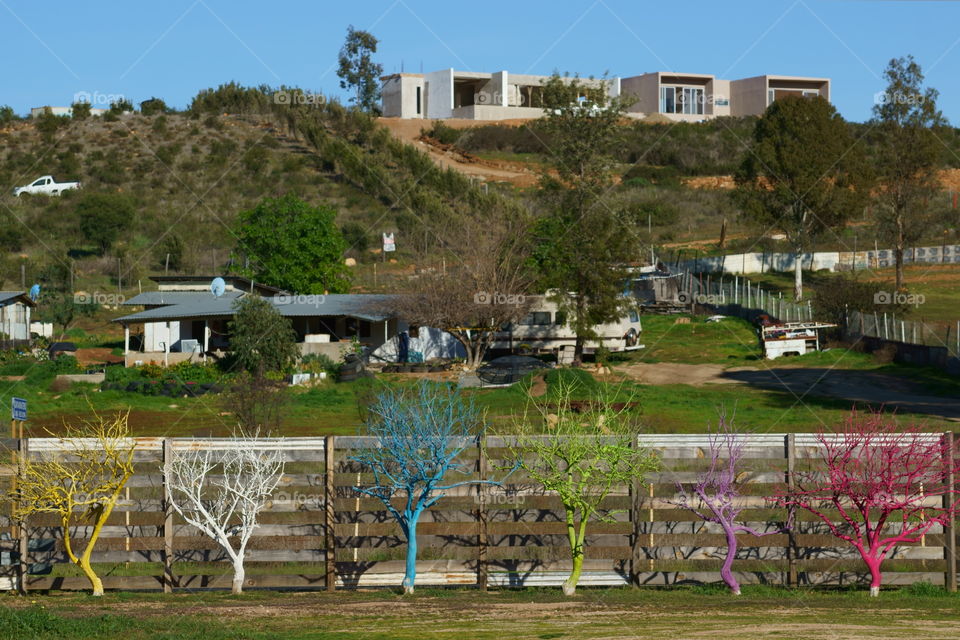 Art of Guadalupe Valley