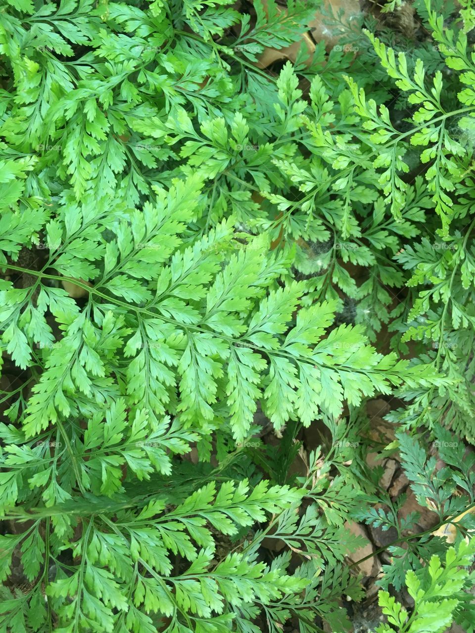Fern leaves