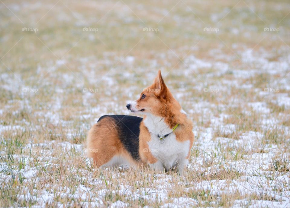 Mammal, Animal, No Person, Cute, Outdoors