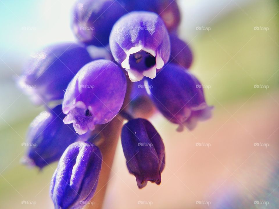Spring Macro