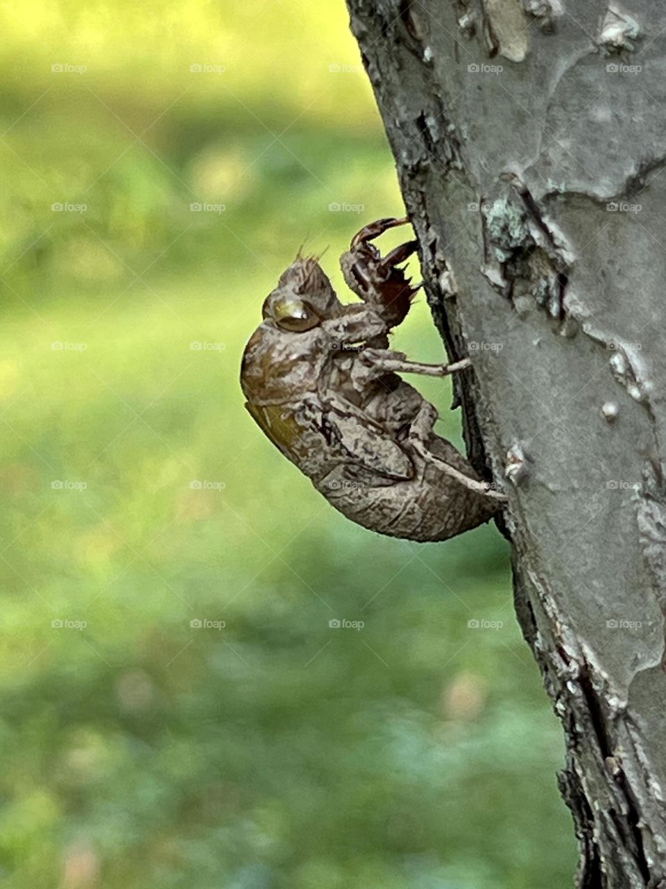 Cicada shed