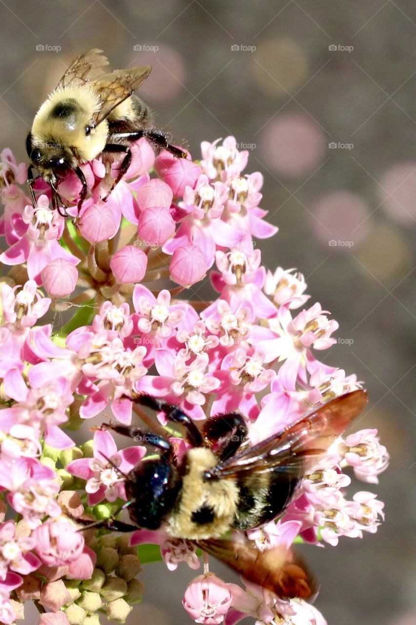 Two bees on pink milkweed 