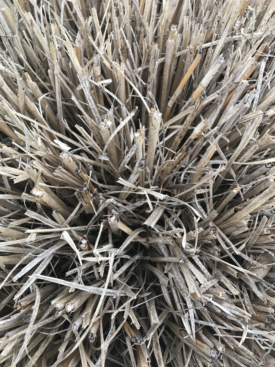 Cut Dried Grass