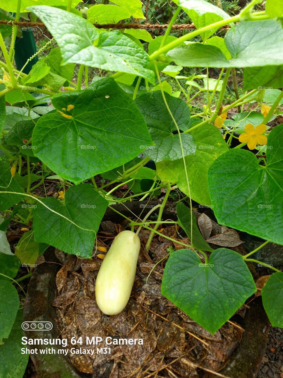 home gardens  cucumber