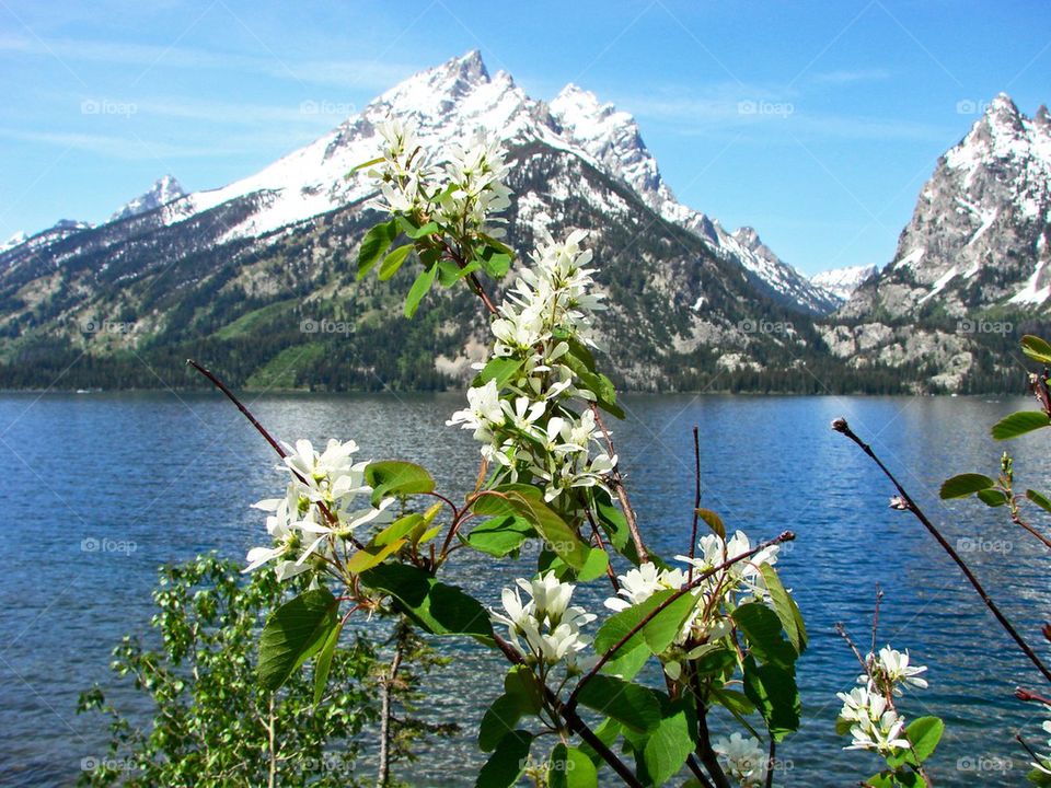 Jenny lake