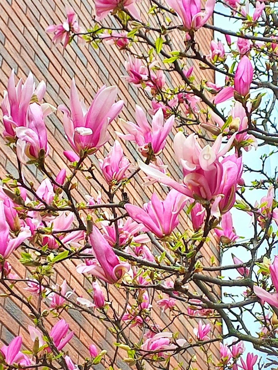 Magnolias bloom, sweet smell hovers
Among hundreds of smells of enchanting spring.