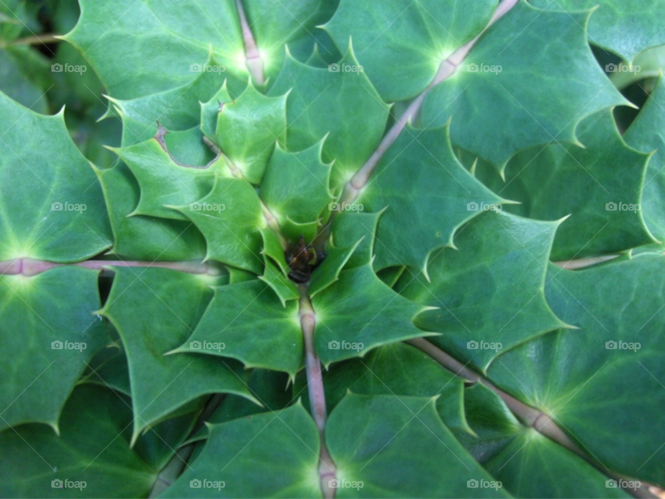 green nature leaves plant by Amy