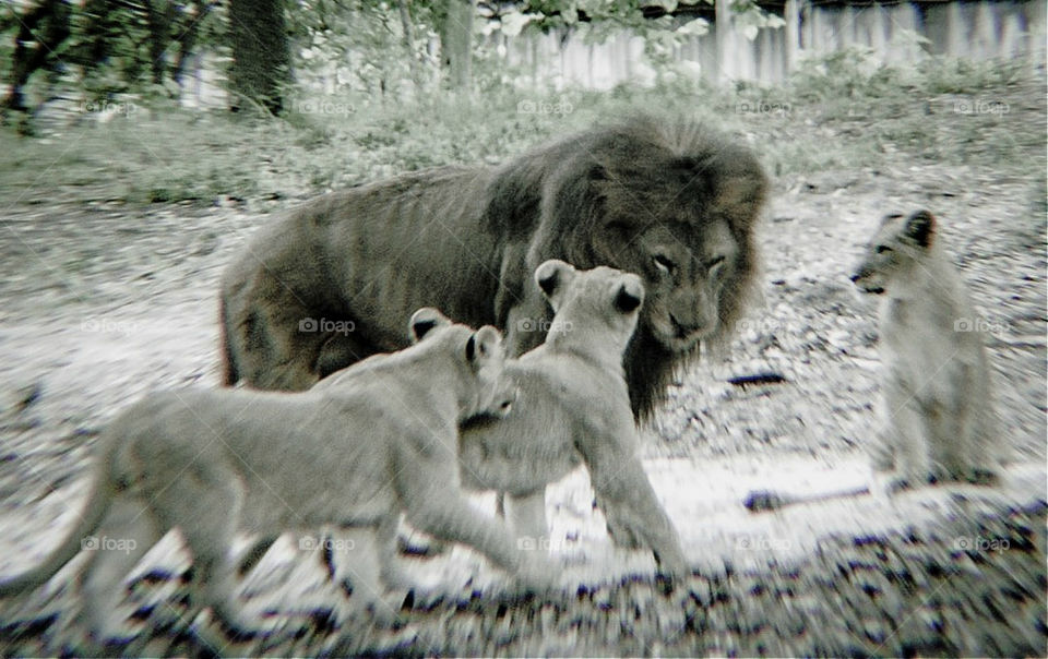 A lion and his cubs