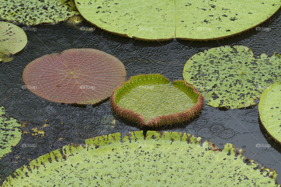 Nature of Brazil - Vitoria Regia in Manaus Brazil.