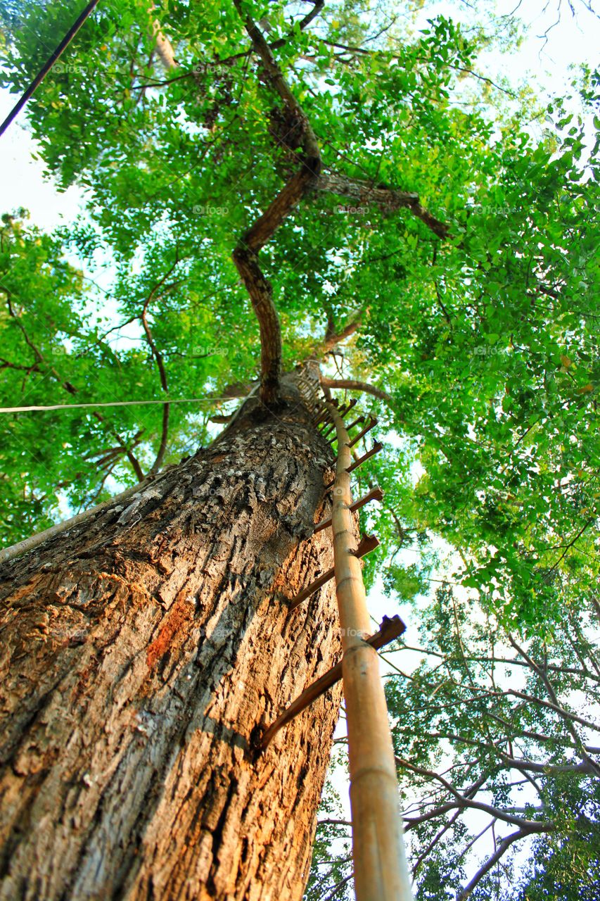 Tall trees, beautiful sprawling branches and bamboo stairs that are nailed to the tree for climbing to the top of the tree.