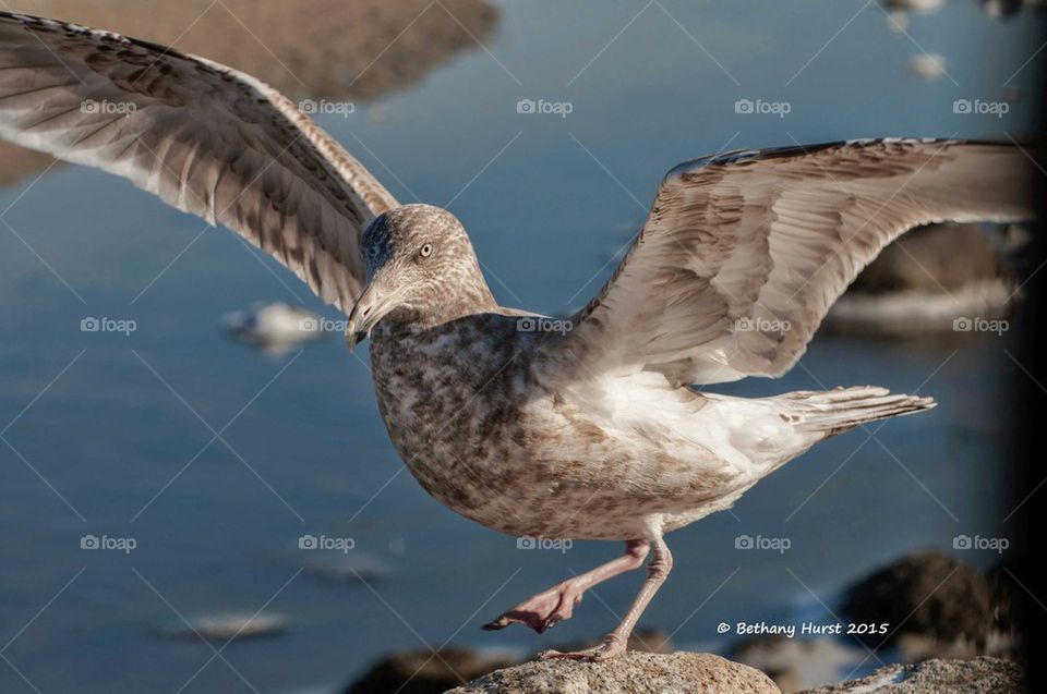 seagulls flight