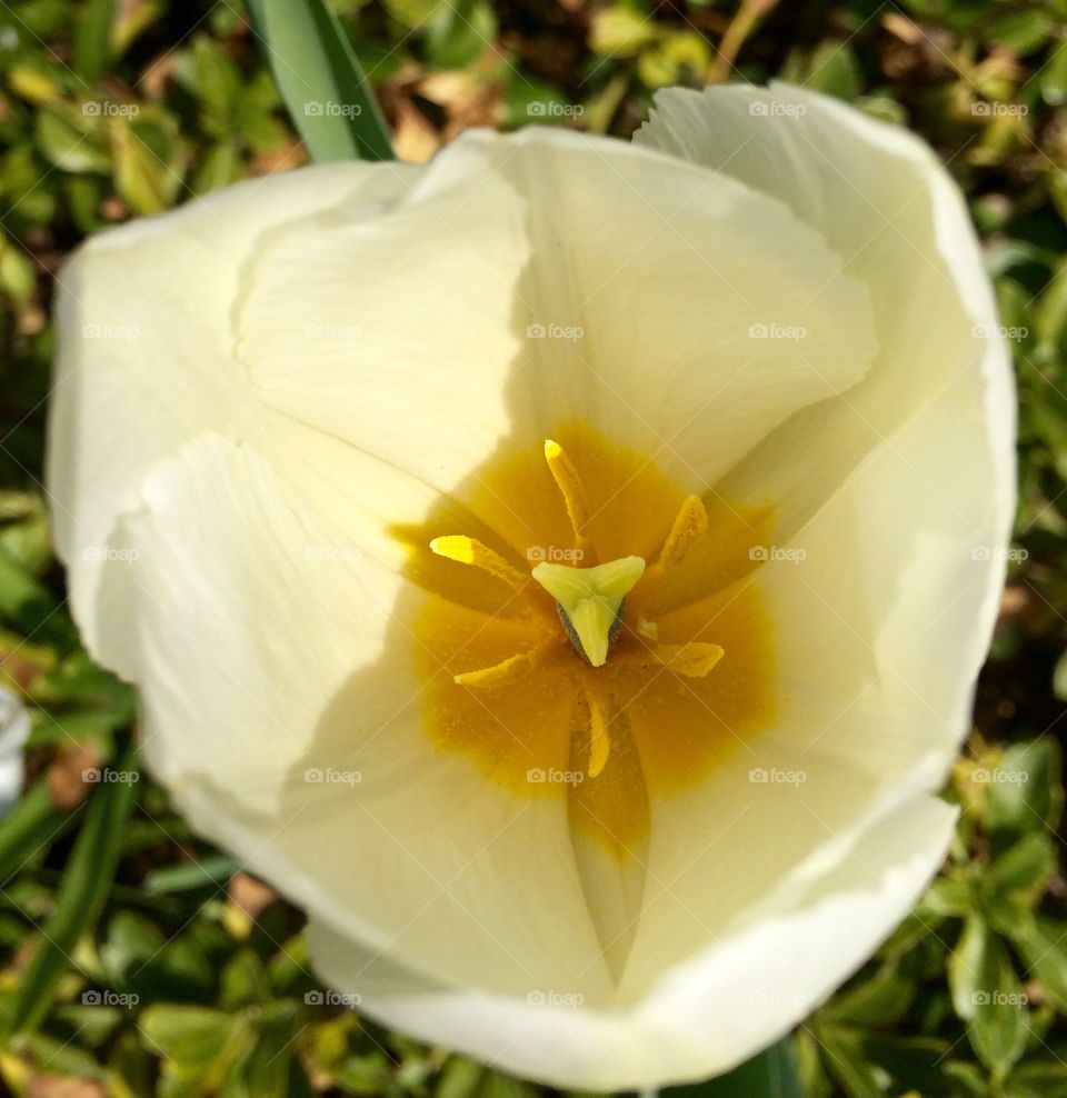 Hello Tulip