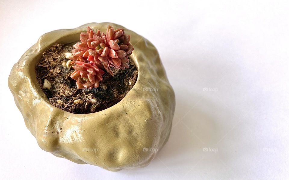 Backgrounds, copy space, red succulent, potted plant