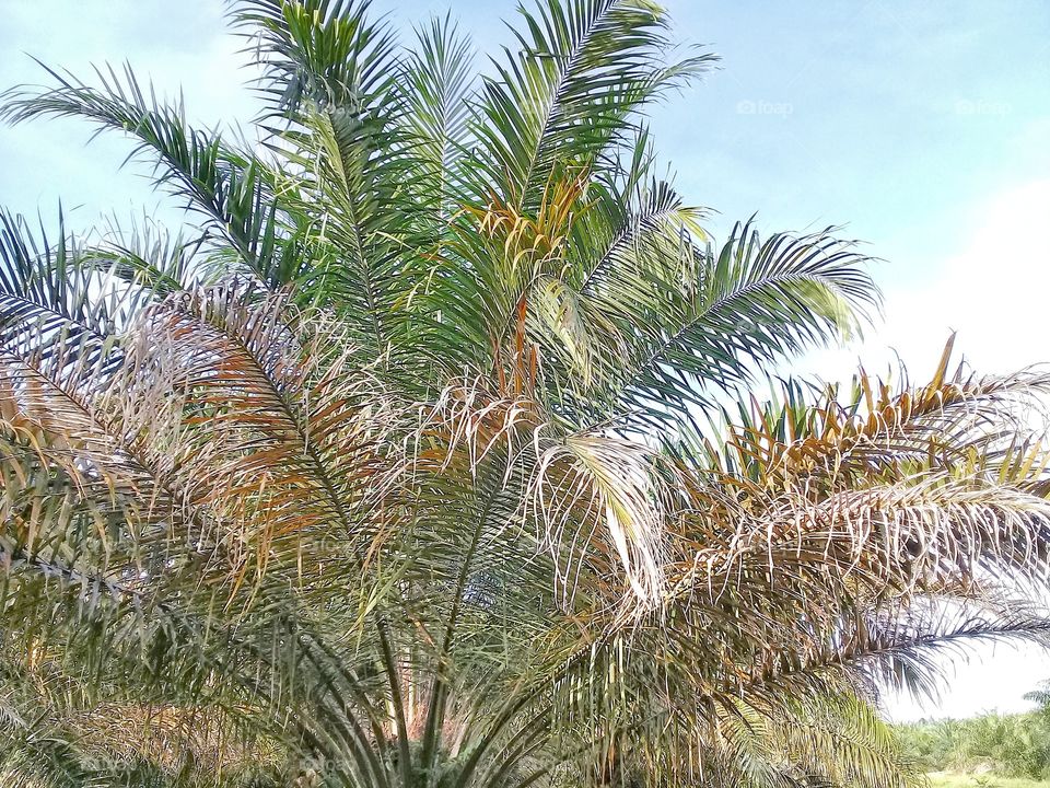 oil palm affected by genetic orange patches.the symptoms of the lower half of the midrib turn to reddish orange
