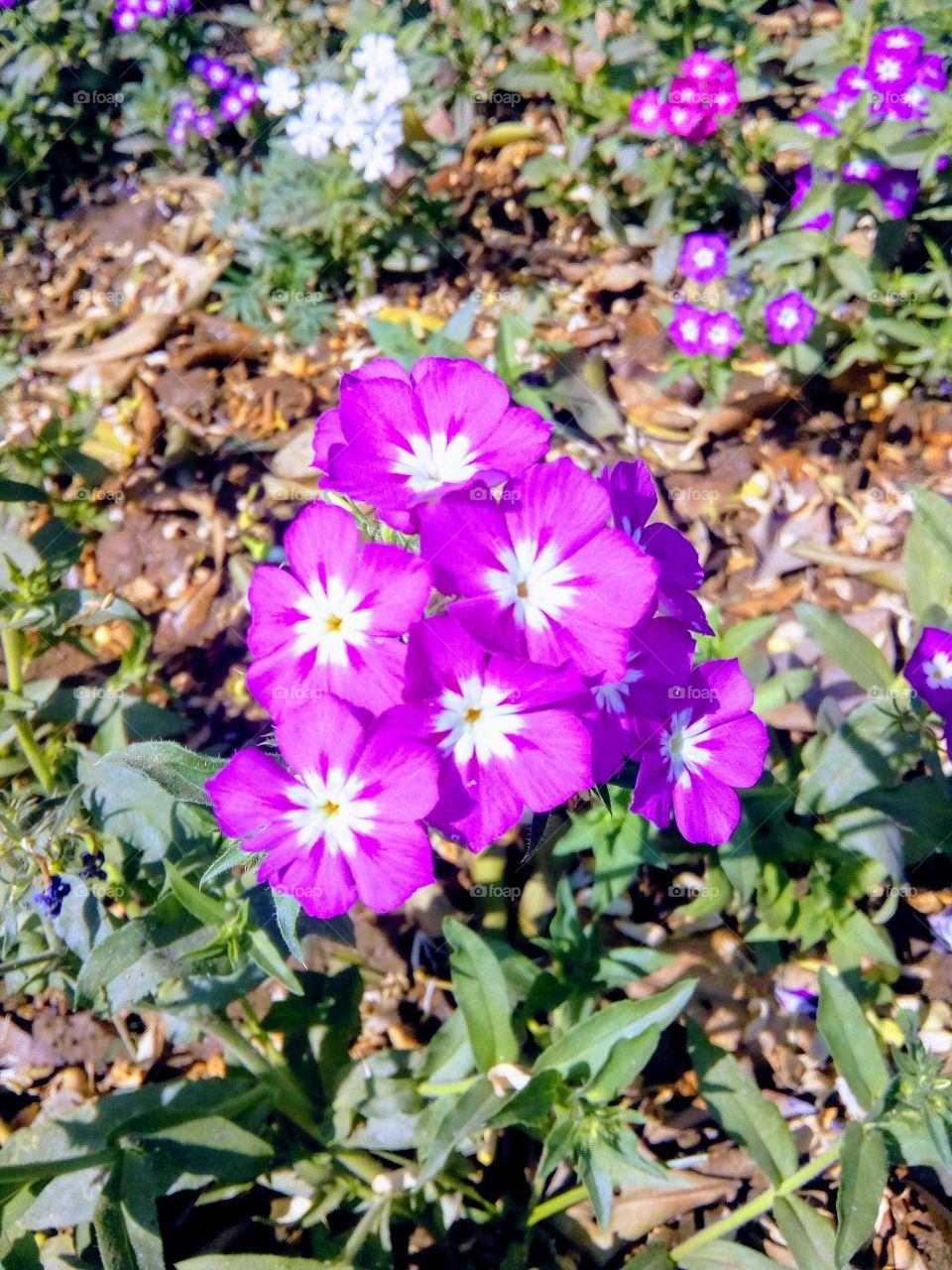 COLOURFUL FLOWERS.