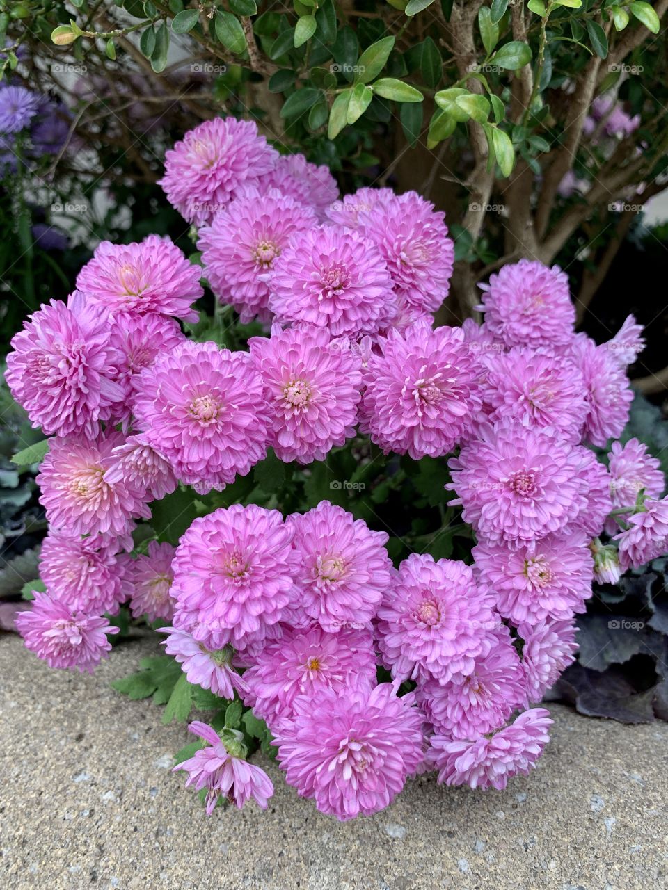 Beautiful China aster flower blossoms with pink delightful petals in the garden. 