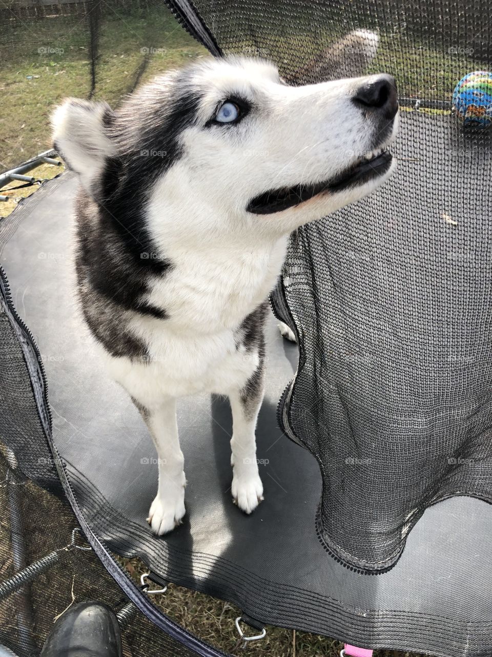 Siberian husky