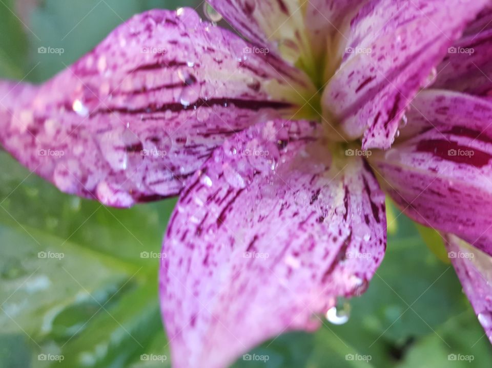 Water drops on purple petal