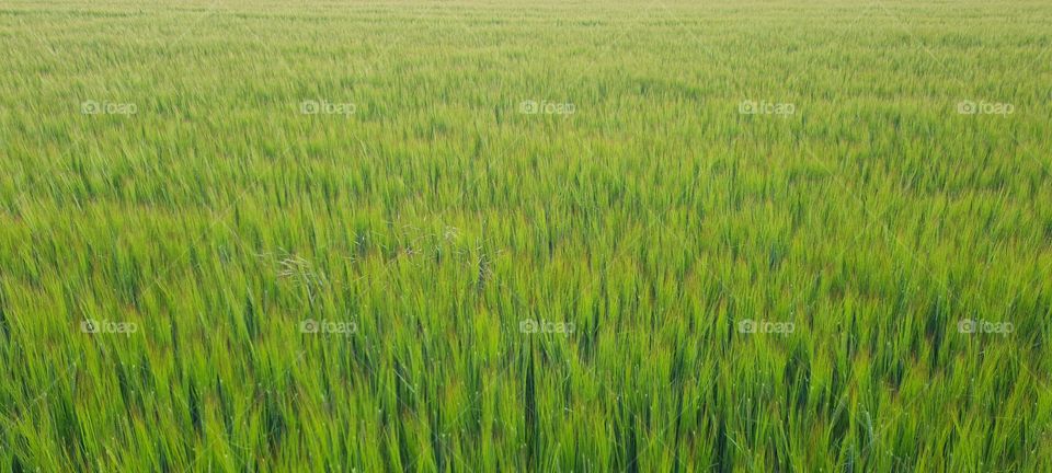 grain field