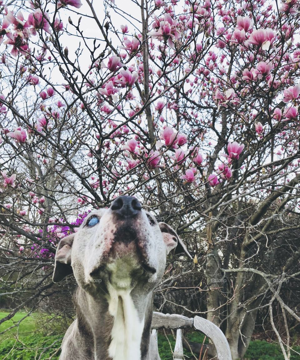 Under the Magnolia 