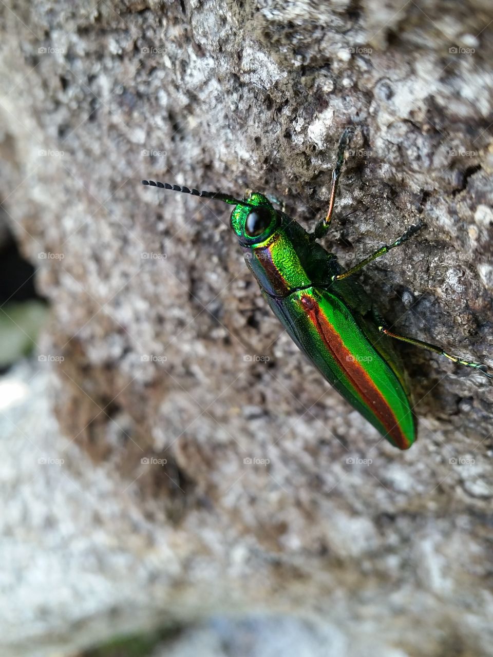 Jewel beetle