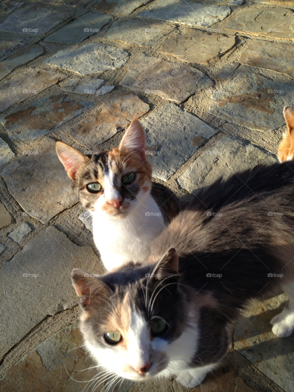 cats stone cyprus kittens by gkallis23