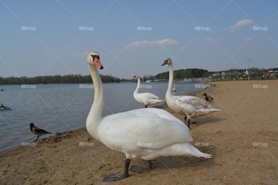 swans on a lake beautiful nature landscape, best place for relaxing