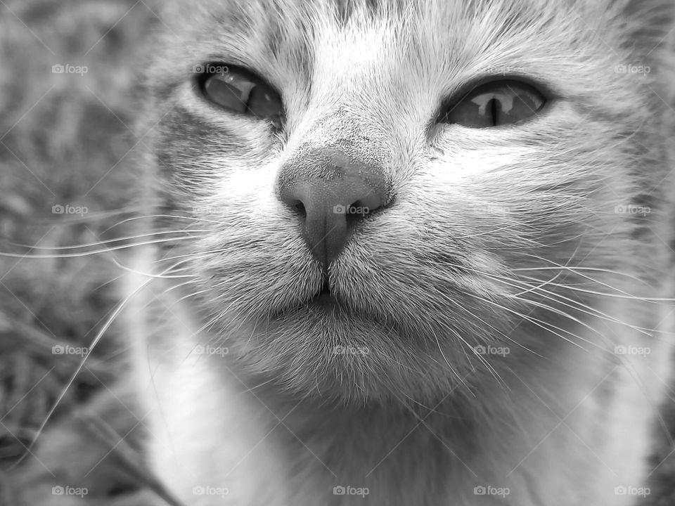 cat look, black and white photo,