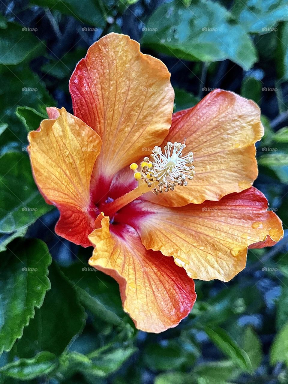 Hibiscus Flowering Plant