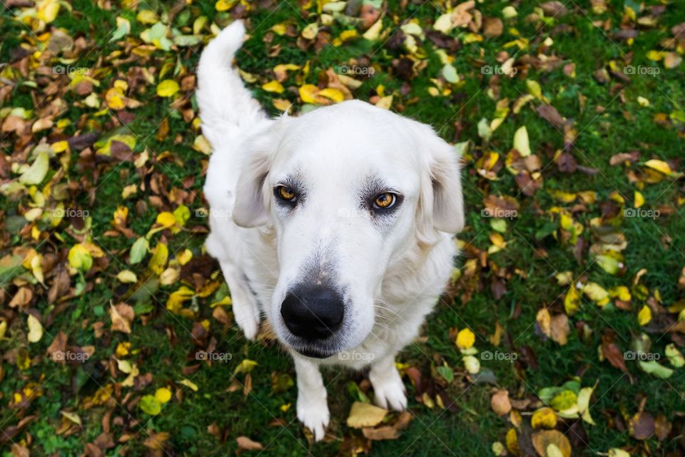 Czechoslovakian dog on autumn leaves
