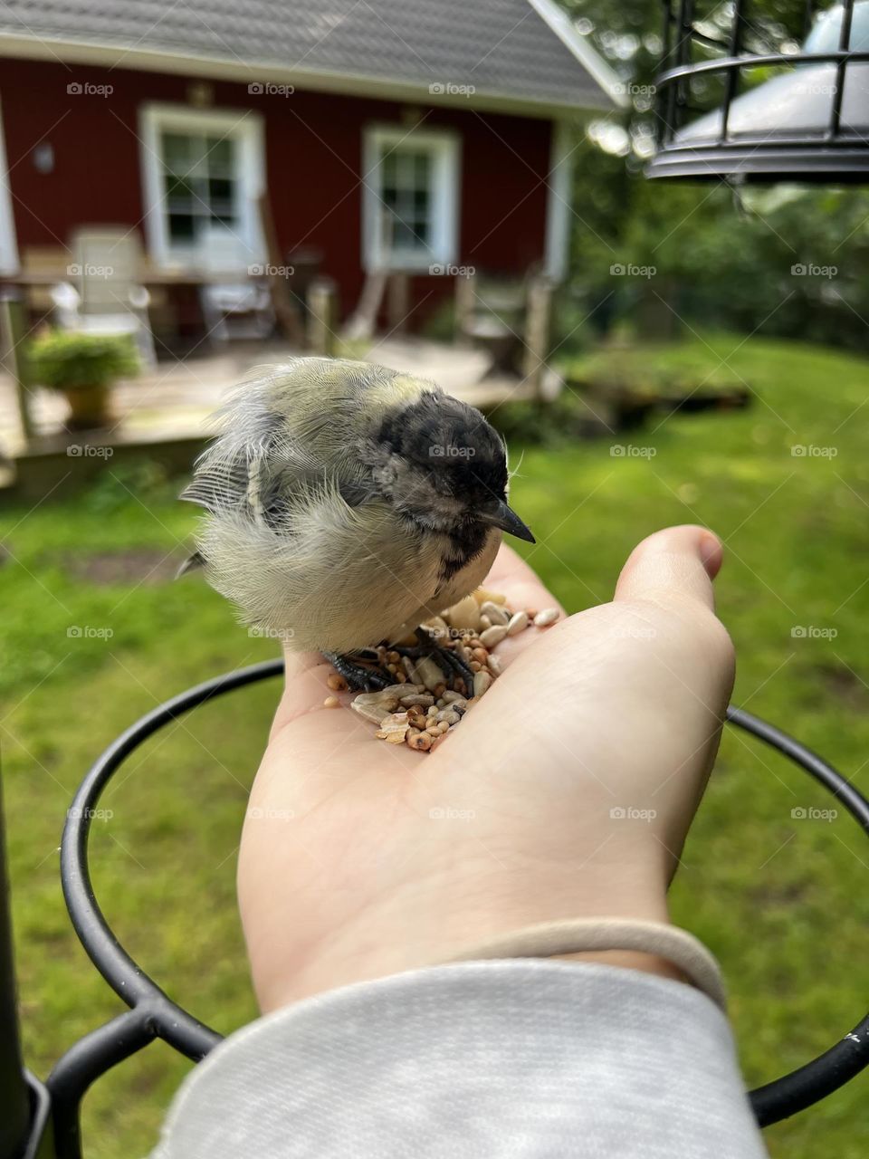 Bird in hand