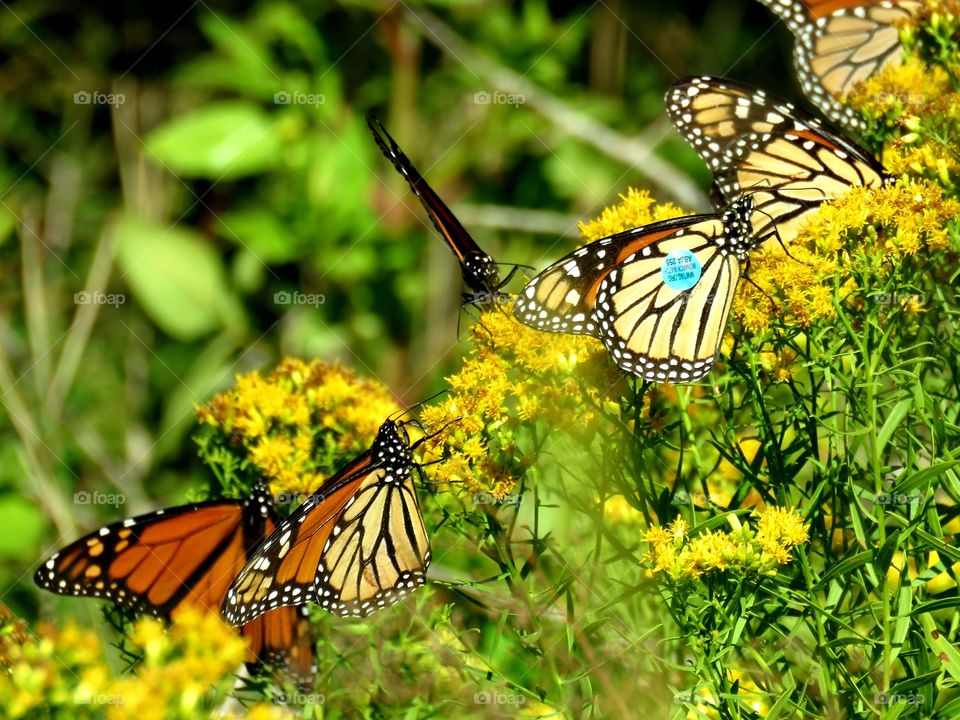 Monarch migration