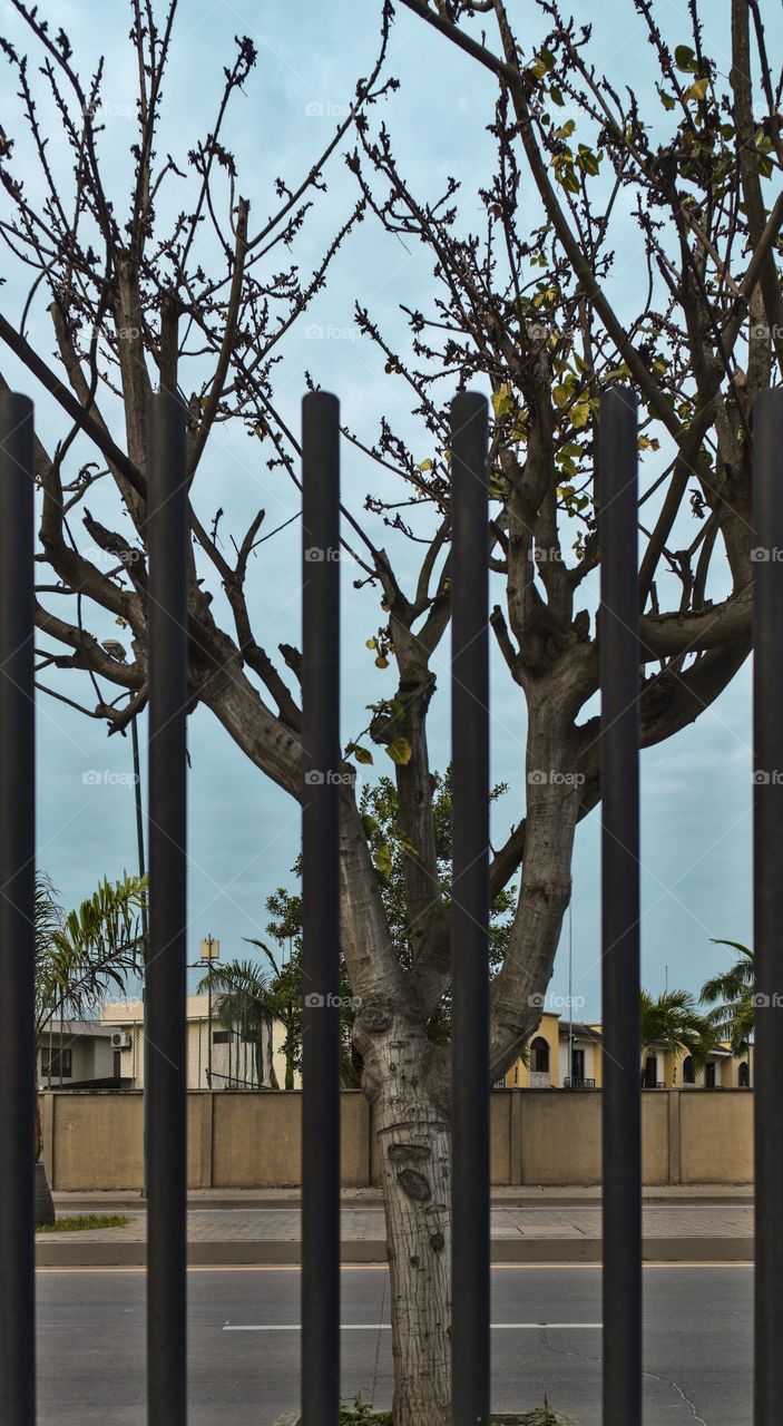 Leafless tree behind a barrier day in autumn