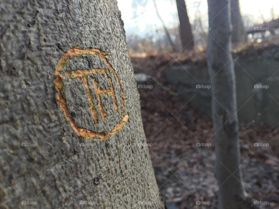 A carving I etched into a tree the other day. “TH”