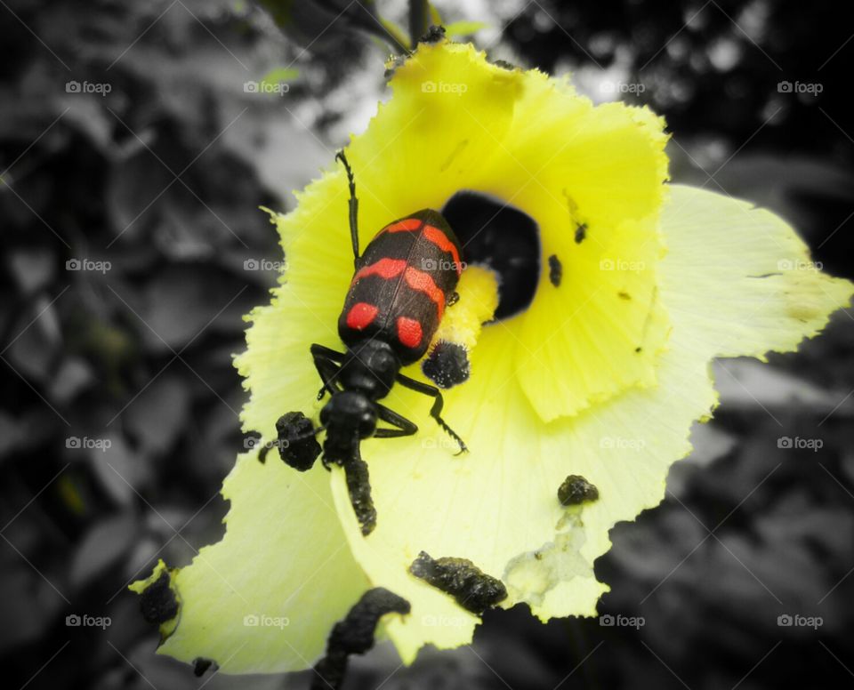 Blister Beetle