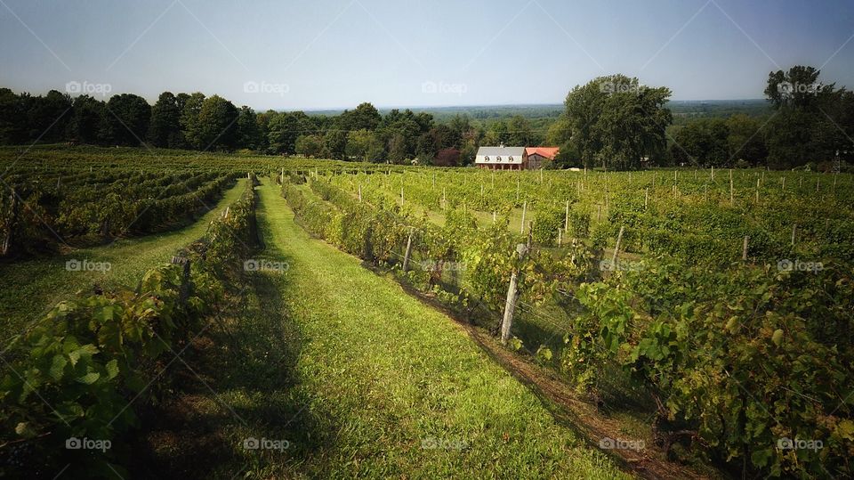 Vineyard Eastern Townships Québec 