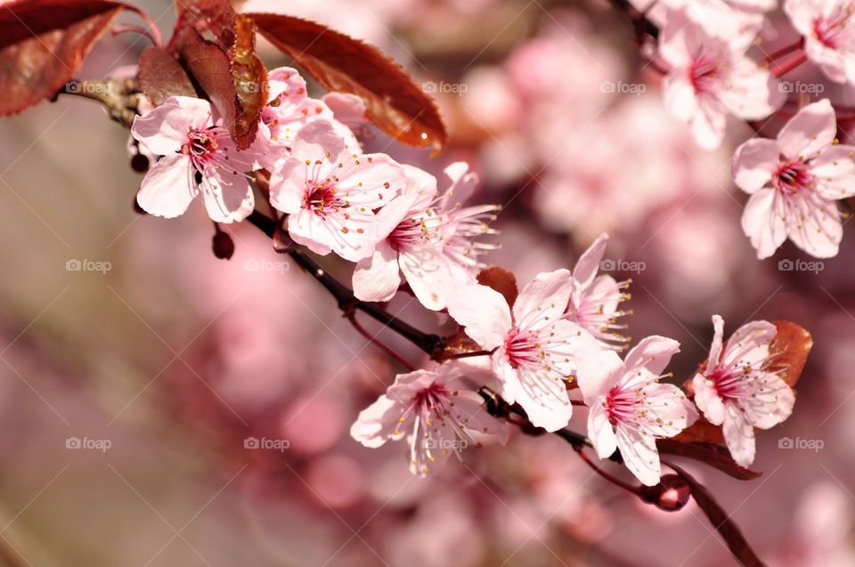 Pink flower blooming on tree branch