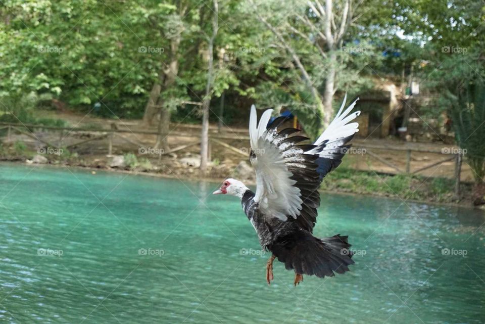 Duck#wind#flying#lake#nature