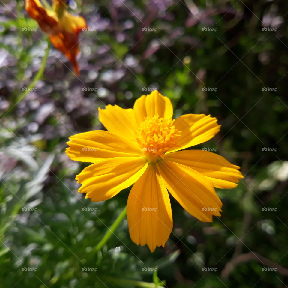 Glowing yellow flower in bright sunlight. (yellow Cosmos flower)