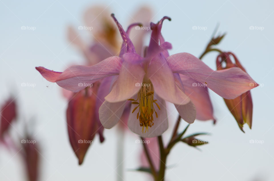 Blume, Blüte, Natur, Pollen, Farbe, Rosa, Pink