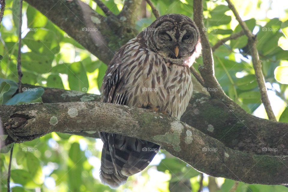 Barred Owl