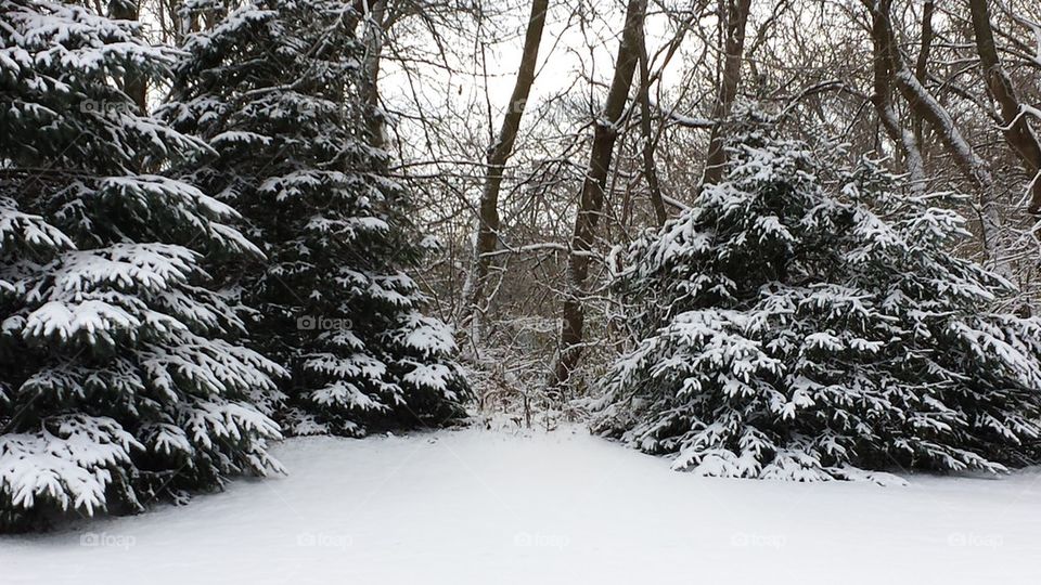 snowy trees