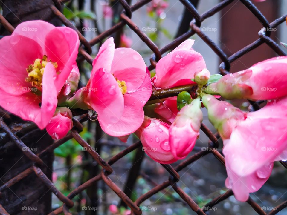 pomegranate flowers